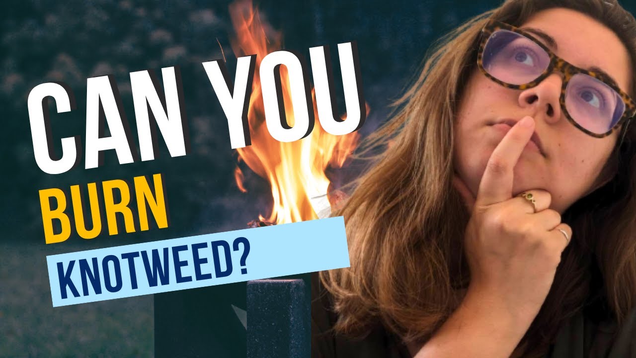 Can you burn Japanese knotweed? | What are the pros and cons | Japanese knotweed law