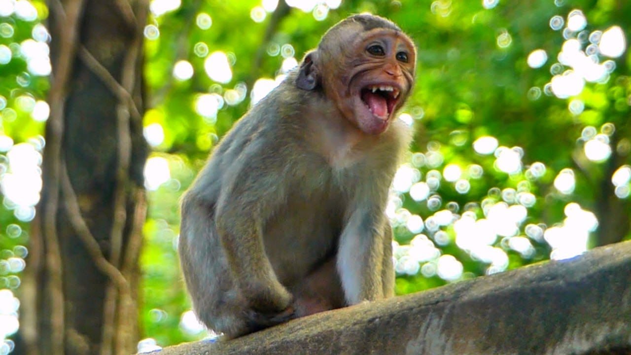 Adorable Big Baby Monkey Seeks Mama&rsquo;s Milk with Curiosity.