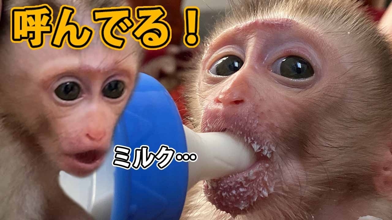 【パンチくん🐵】呼んでる！ホーホー鳴きは&ldquo;ミルクちょうだい&rdquo;のサインだった