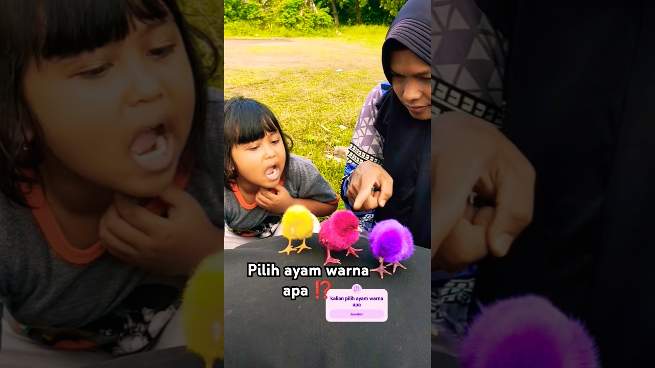 KALIAN PILIH ANAK AYAM WARNA APA ⁉️