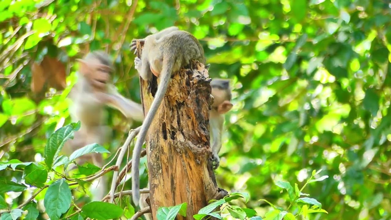 Young love monkey , lively monkey in posible reality on grenn tree nature,