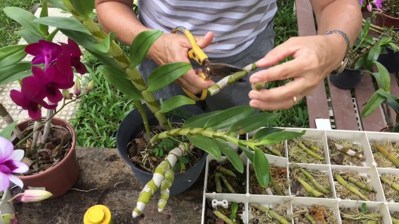 Como fazer mudas de Orquídea - Parte 01