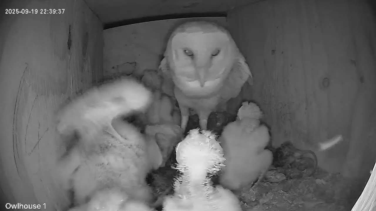 Copy of Baby Barn Owls Sep 20th 2025 - This Owl House