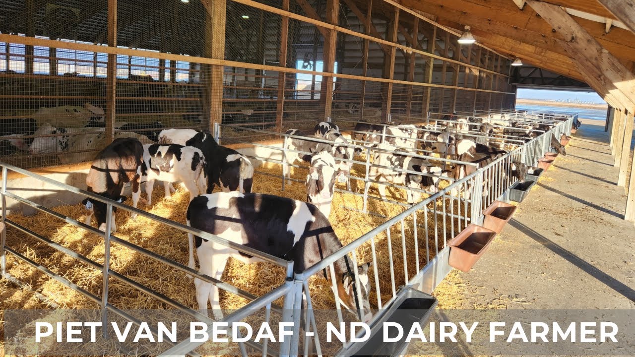 Raising Calves in Group Pens (123)