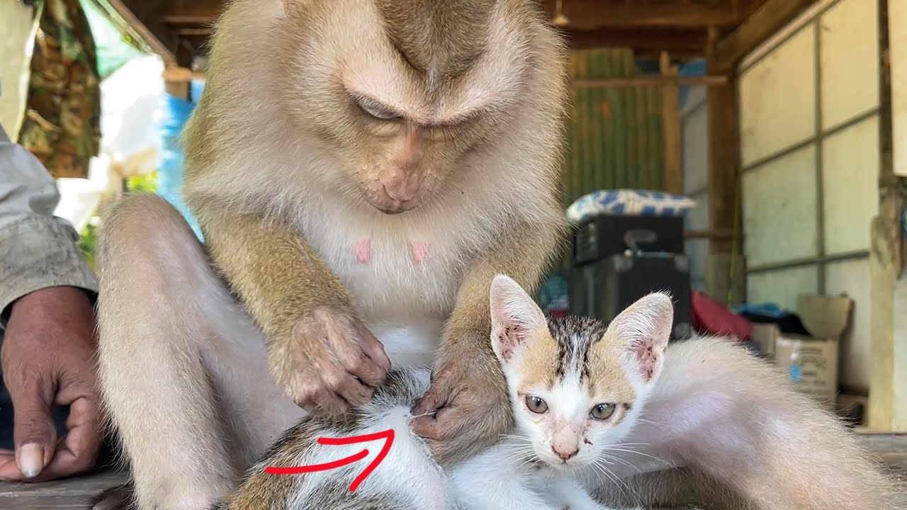 ASMR Monkey Grooming| Little Zueii Sweet Talking While She Fucos Find Lukacy Flea