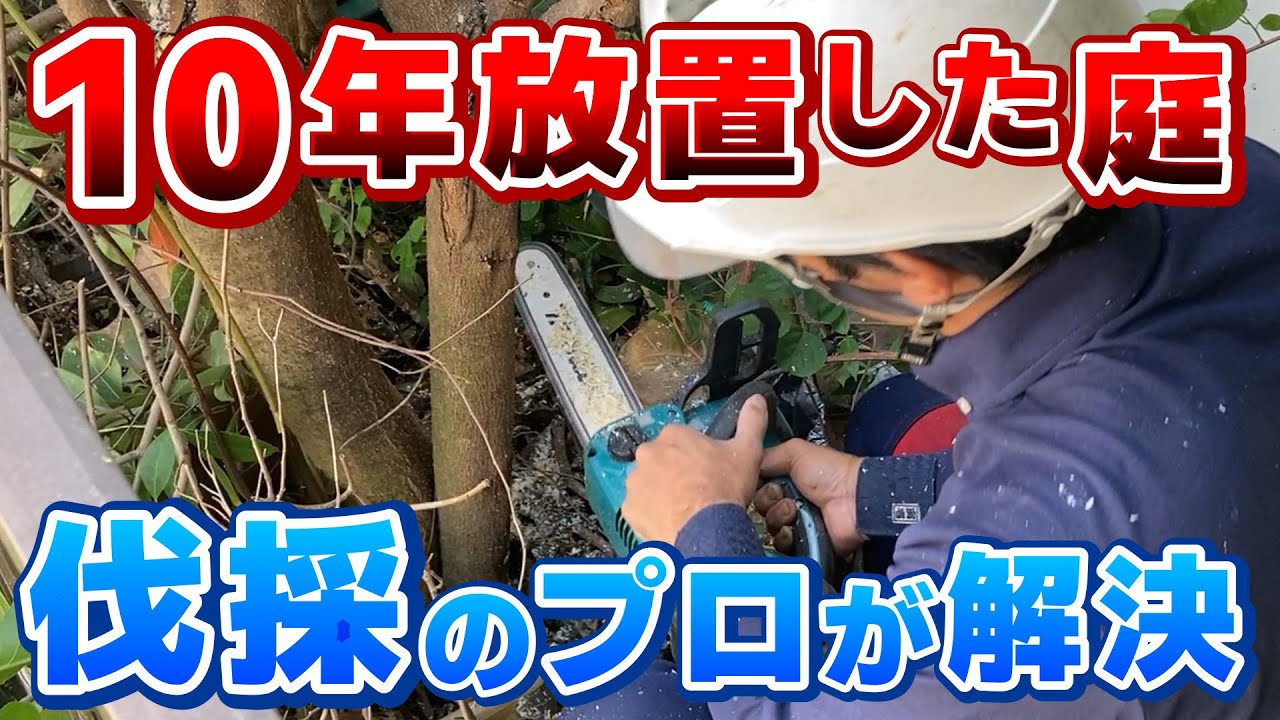 【庭木の伐採】10年放置した荒れ放題の庭をリセット！植木のプロのチェーンソー捌きが気持ち良い作業解説＜爽快ビフォーアフター＞｜神奈川