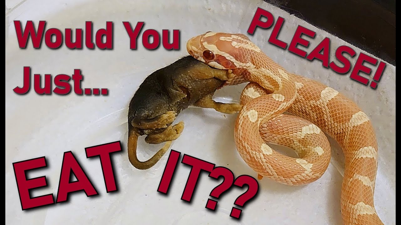 Baby Corn Snake Feeding Tips! Answering your Corn Snake Questions - Breeder Edition #5