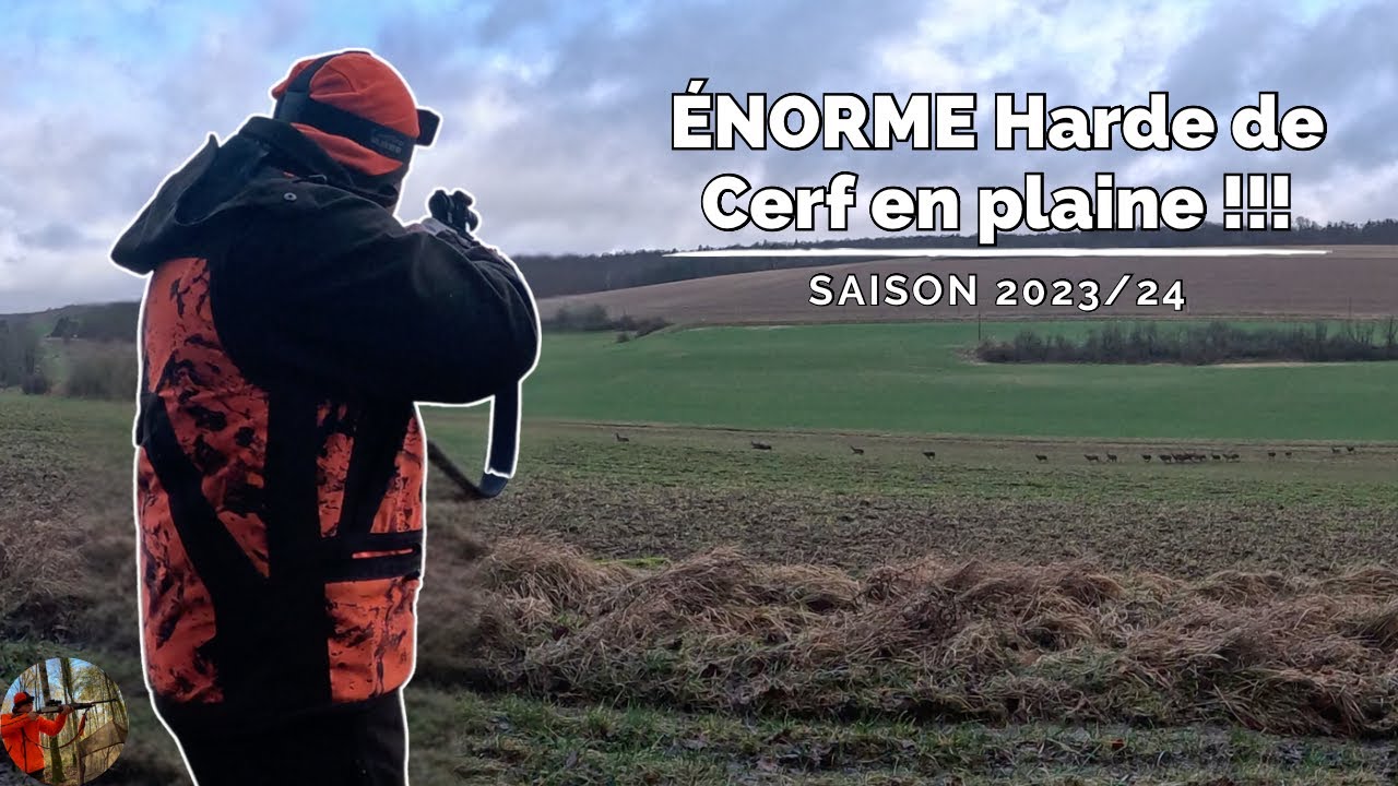 Chasse aux Grand Gibier : &Eacute;NORME Harde de Cerf en plaine, tir de Cervid&eacute;s et Sangliers !!!