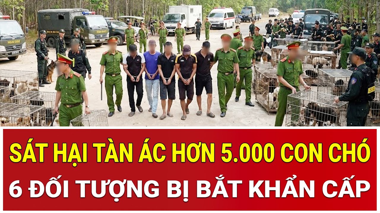 Bản tin sáng 8/2: Sát hại tàn ác hơn 5.000 con chó, bắt khẩn cấp 6 đối tượng trên địa bàn