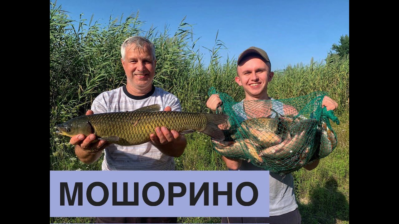 Мошорино ТАКОГО КЛЬОВУ ВИ ЩЕ НЕ БАЧИЛИ! Секрети від Іванича. Приворот та тісто на трофейного амура!