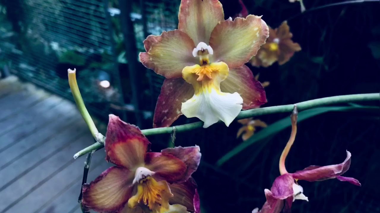 Orchid mania
