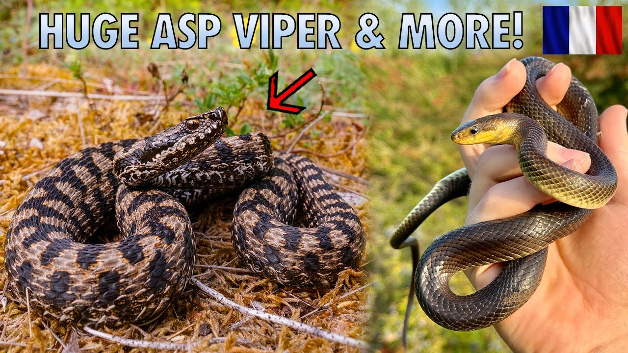 Flipping STRIKING vipers and other snakes!
