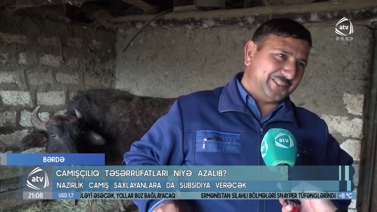 Camışçılıq təsərüfatları niyə azalıb