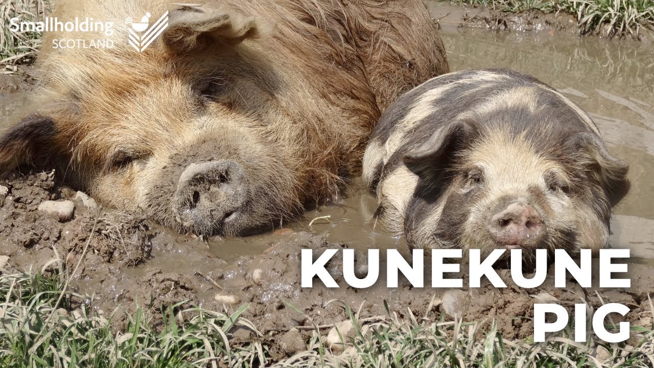 Kunekune Pig - Livestock showcase - Scottish Smallholder Festival 2020
