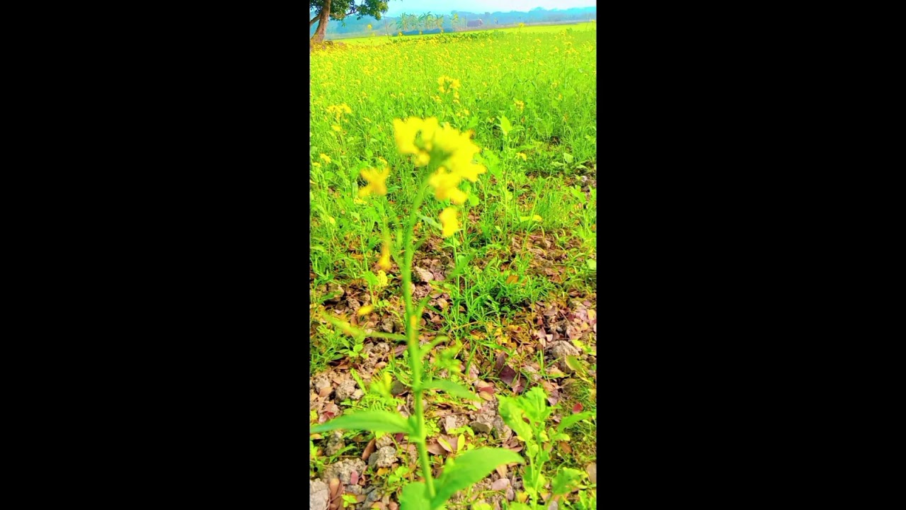 💚💛💚💚💛💛💚💚💚💛💚💛💛💛