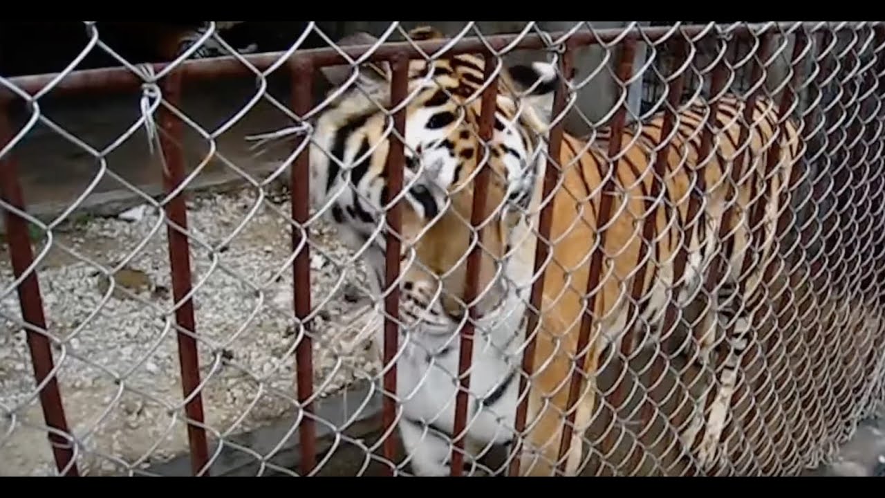 Hidden Tiger: Environmental Investigation Agency