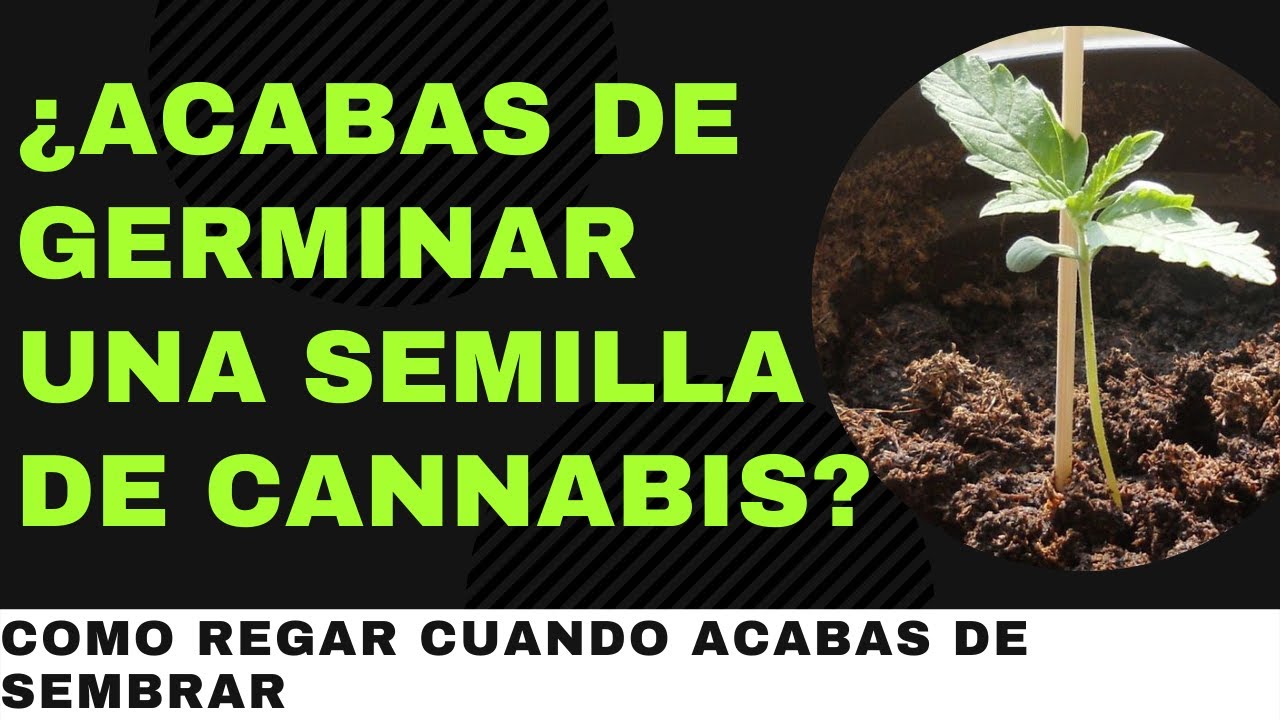 Consejos B&aacute;sicos sobre el Riego en Pl&aacute;ntulas de Marihuana - Cultivo Cann&aacute;bico