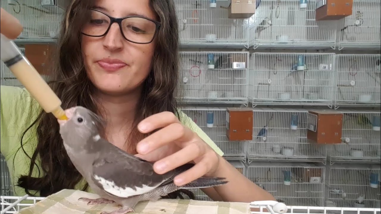 Alimentando as fofurinhas - Filhotes de Calopsitas