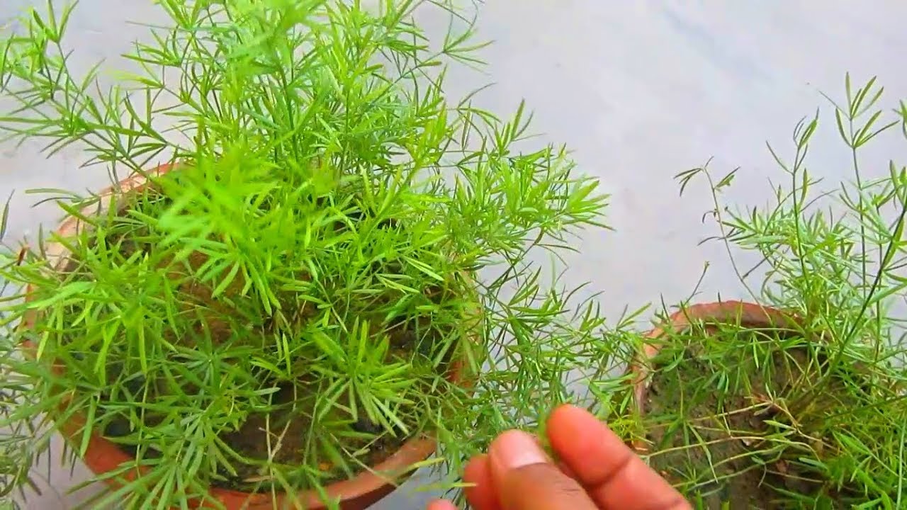 Tips To Make Asparagus Fern Bushy