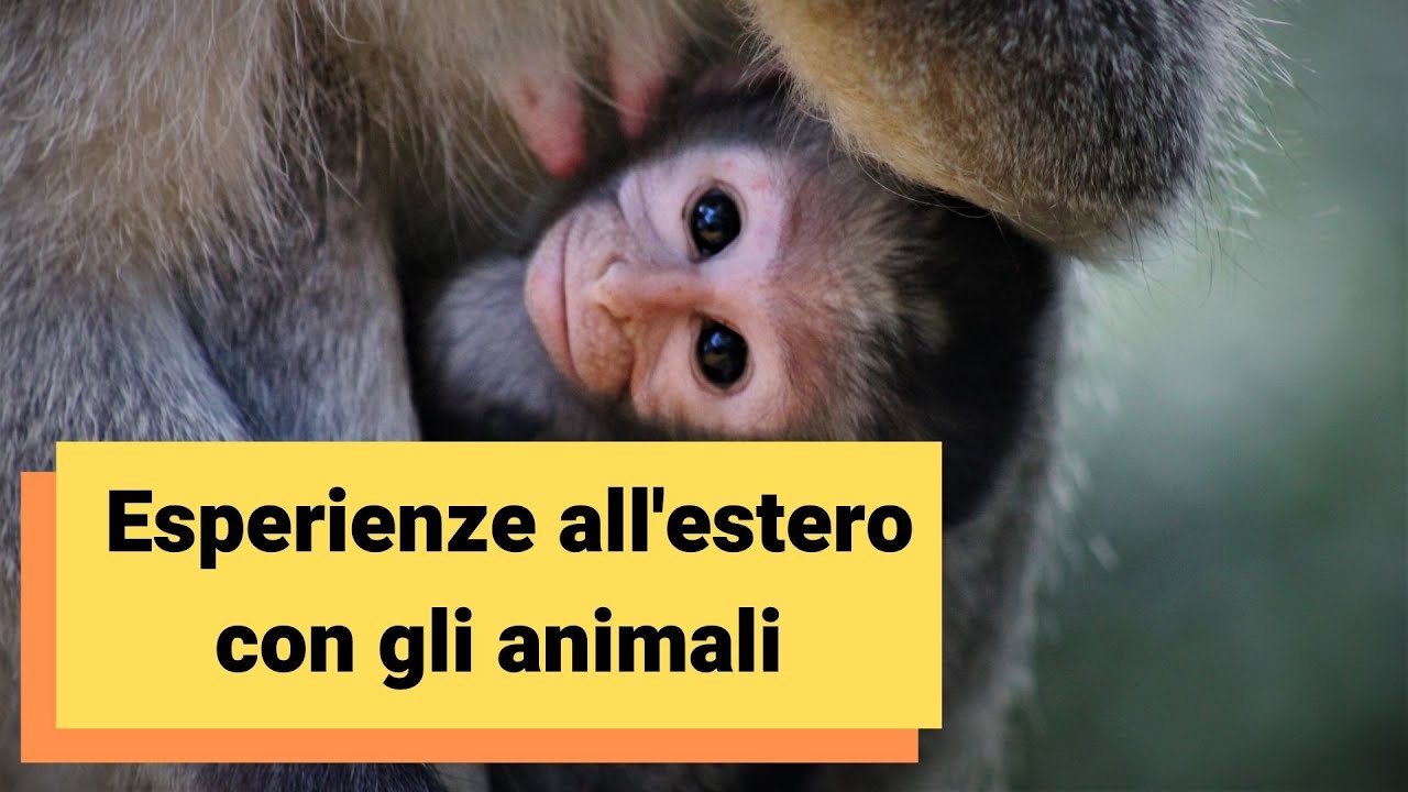 Etologia ed esperienze all'estero: volontariato etico con animali
