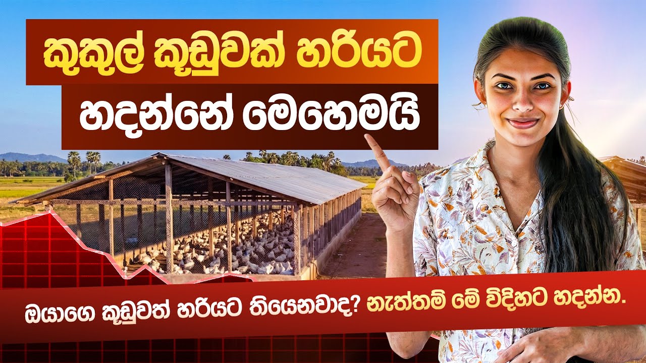 පාඩු නොවී කුකුල් පාලනයට හරියන කූඩුවක් හදමු | How to Build a Chicken Coop | Kukul Kudu | Milmolac