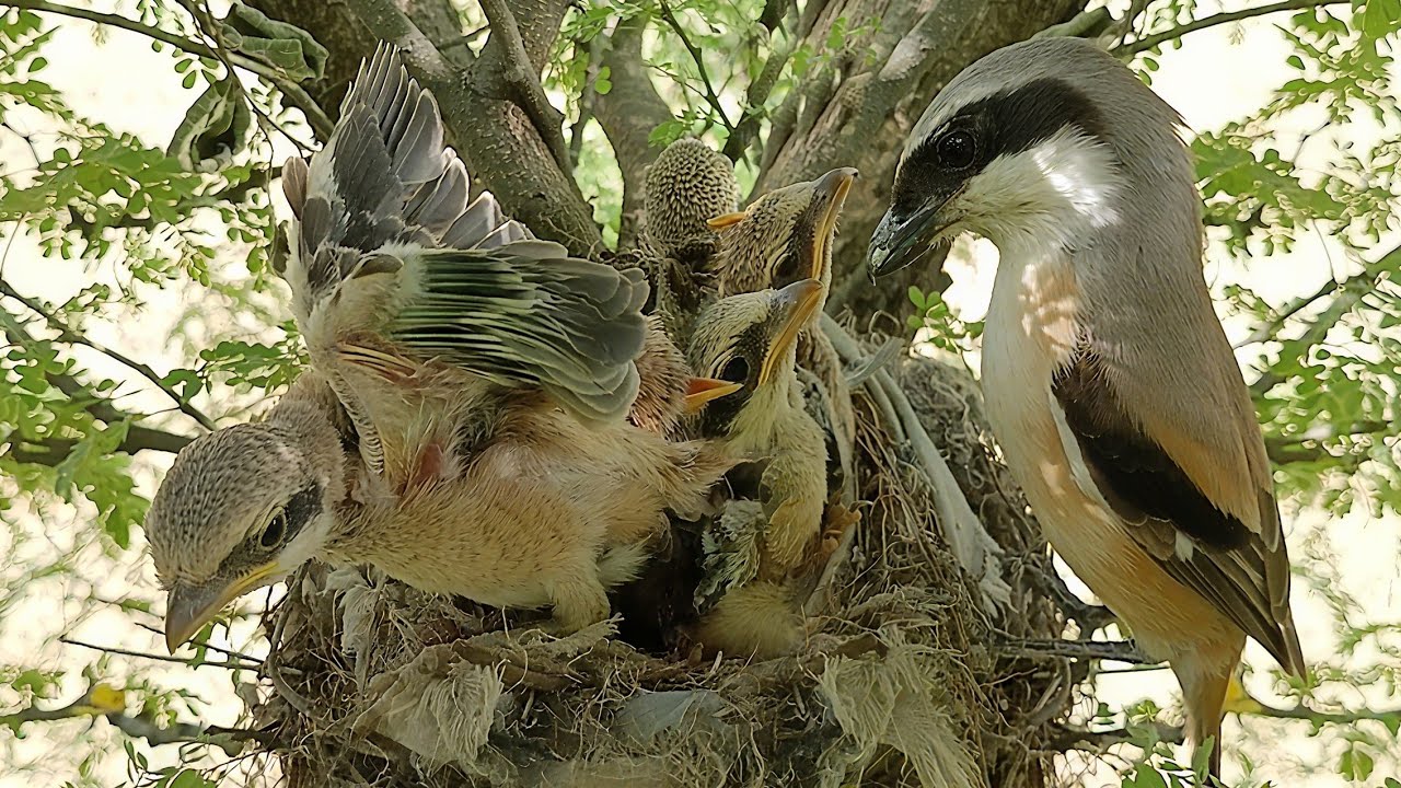 Mother Long tailed Shrike Bird Caring for Her Babies in the Nest