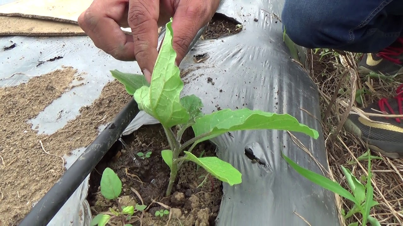 Gravity type irrigation | Farming innovation | Technique in using water efficiently