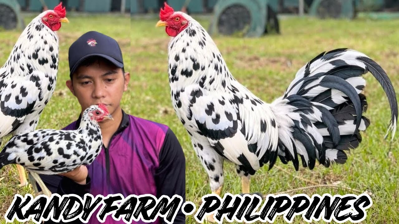 PHILIPPINES 🇵🇭 Big Farm Feeding Time Free Range Shape Chicken Coop Indoor Outdoor Breeding Pens