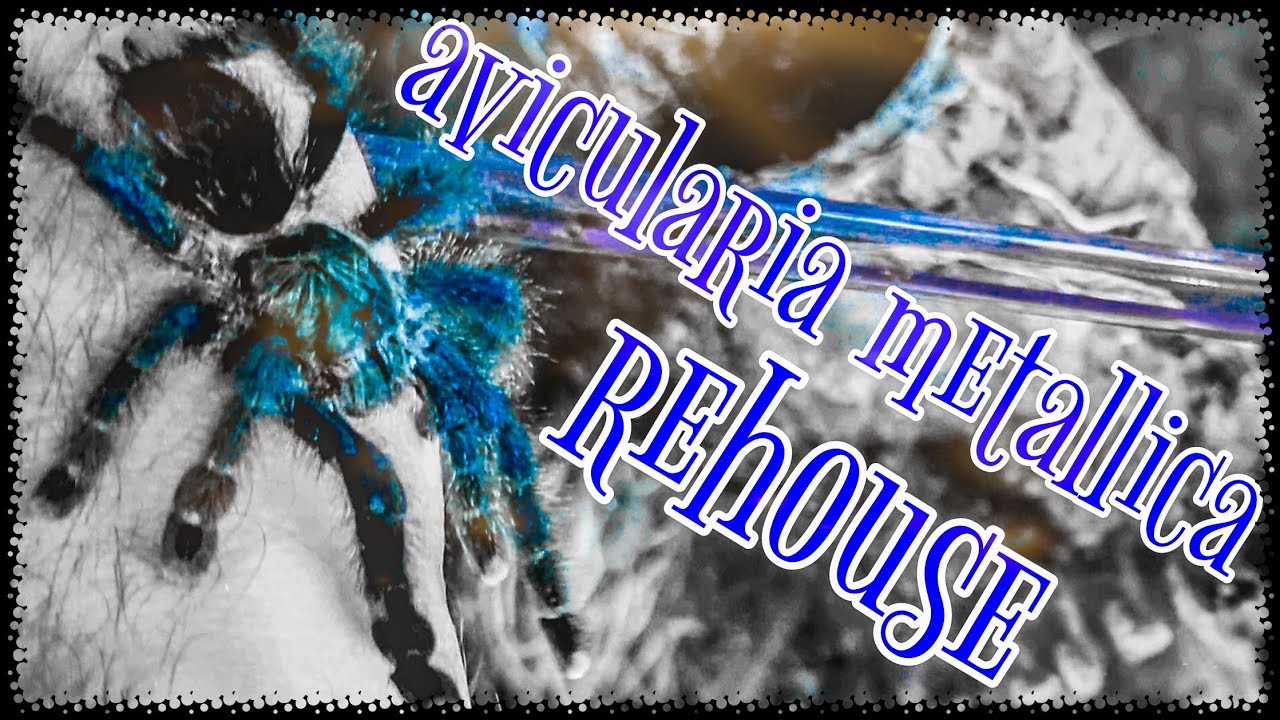 rehousing avicularia metallica (morph 6) - metallic pinktoe tarantula care & husbandry