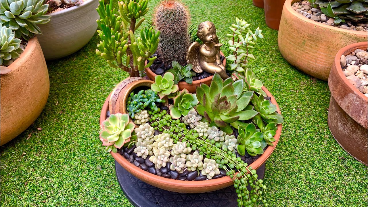 Succulent Arrangement in Terracotta Pots