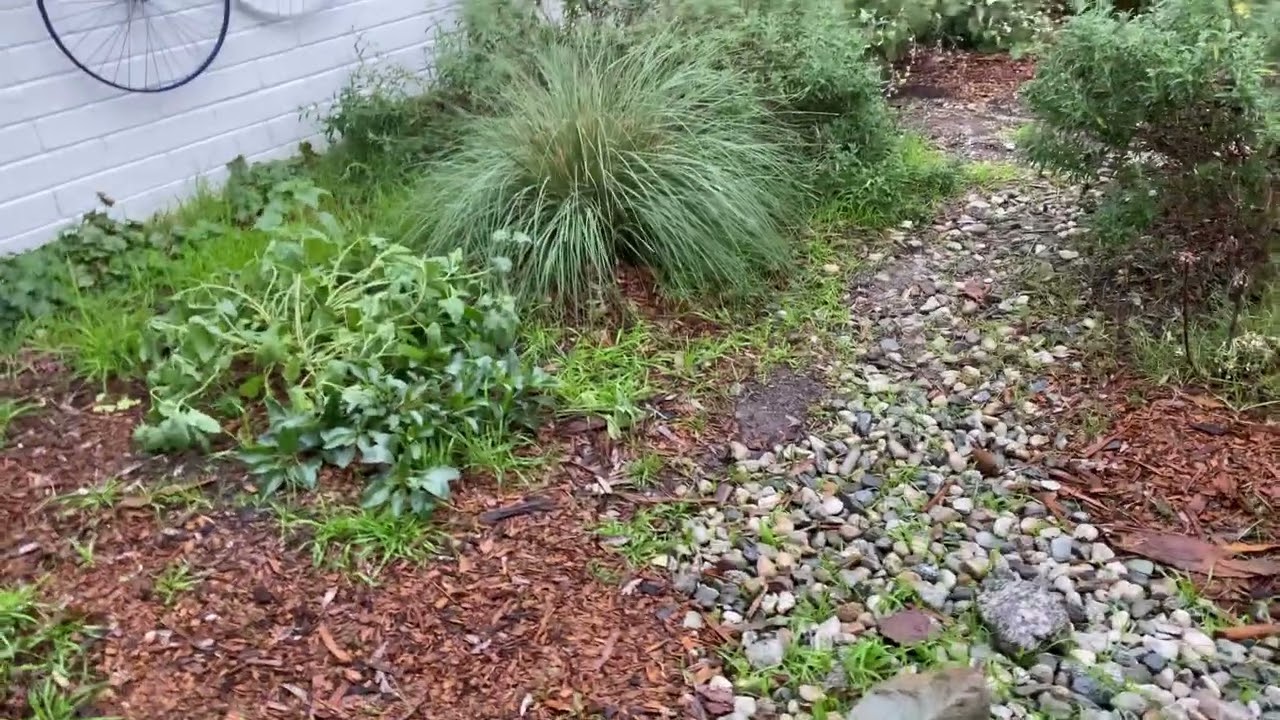 Collecting rain! Bioswale in Pollinator Garden at Santa Fe Computer Science Magnet School