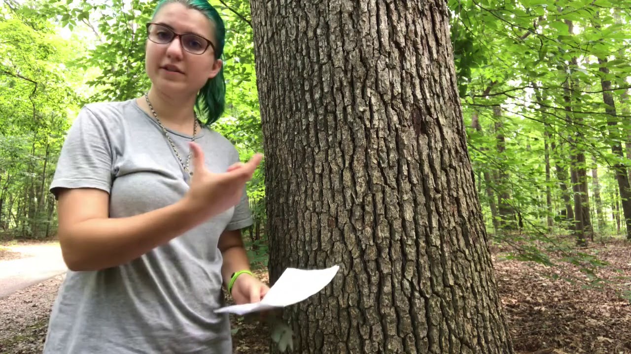 Quercus alba (белый дуб)