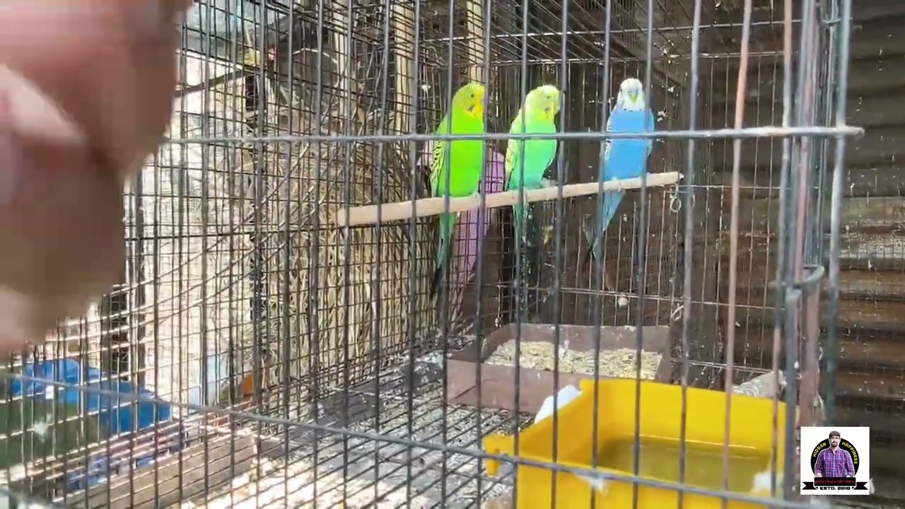 SMALL VIEW OF BIRDS FRAM @PARROTDIPANKAR 