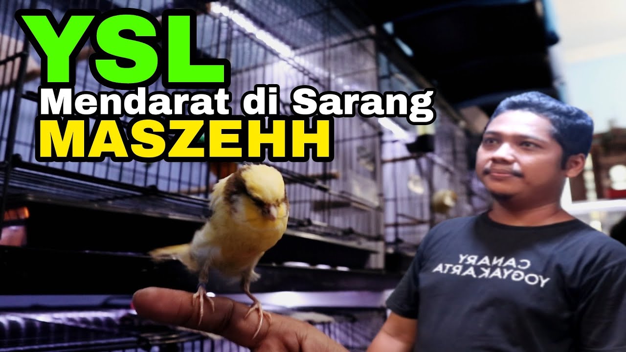 Urutan Ternak Kenari Yorkshire Sampai Panen | WANTO CANARY