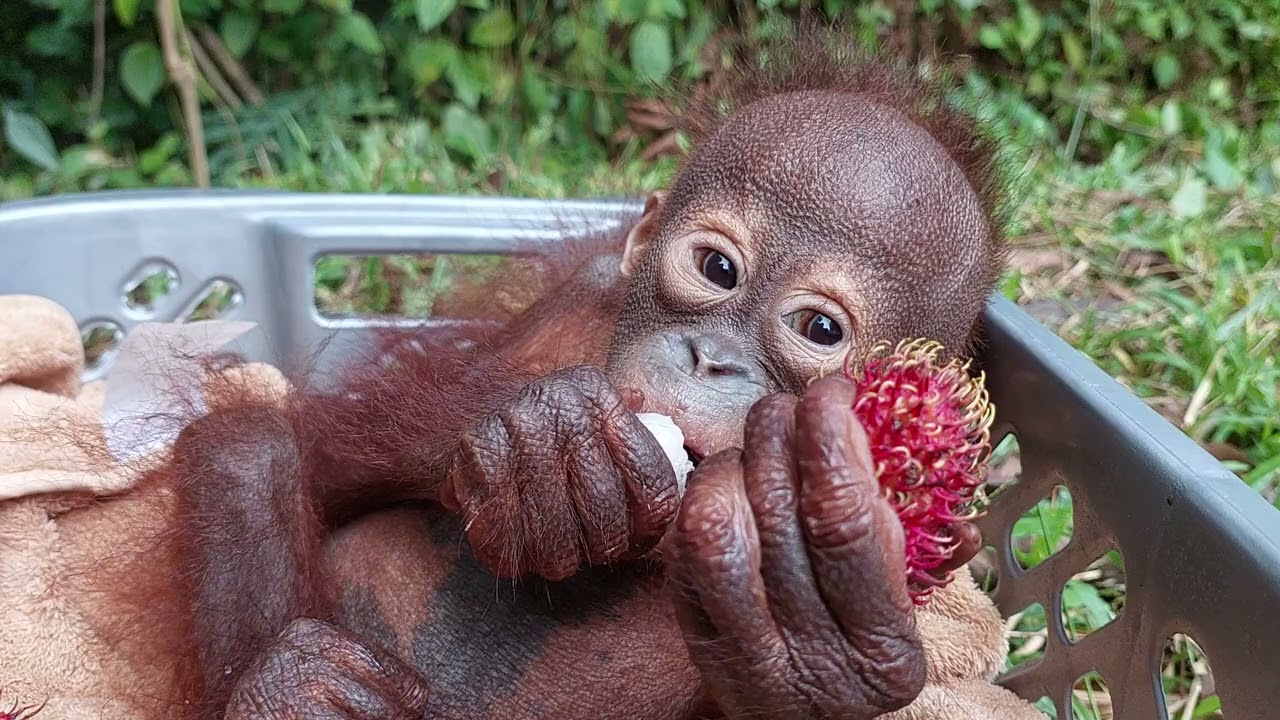 Mabel the baby orangutan eating rambutan fruit