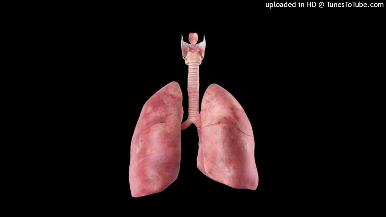 ORACIÓN PARA LOS PULMONES