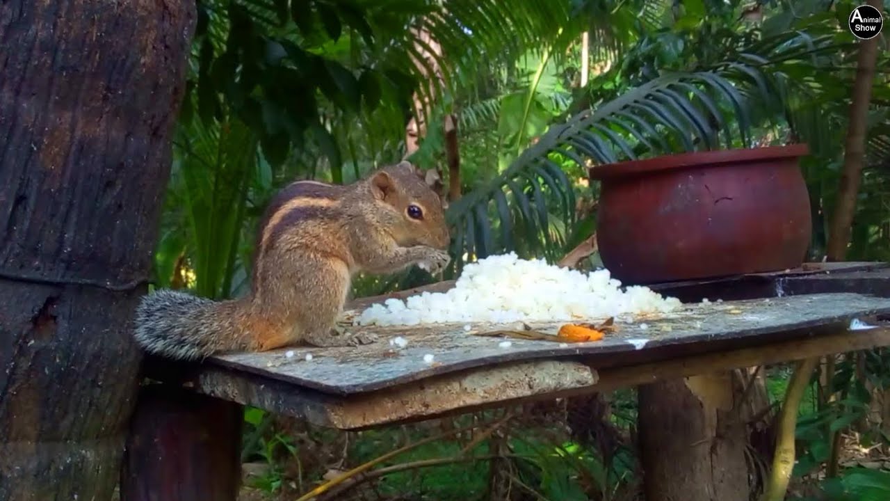 Cute Squirrel Eating Rice | Animal Show Wildlife Moments