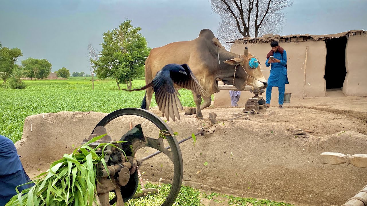 165 Years Old Chaff Cutter Operating In Punjab Pakistan || Stunning Old Culture In Punjab Pakistan 