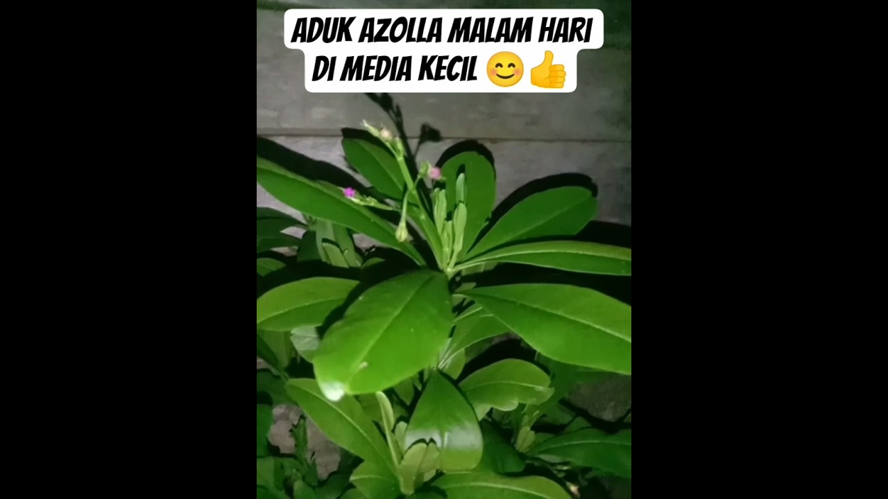 Aduk Azolla Malam Hari 👍