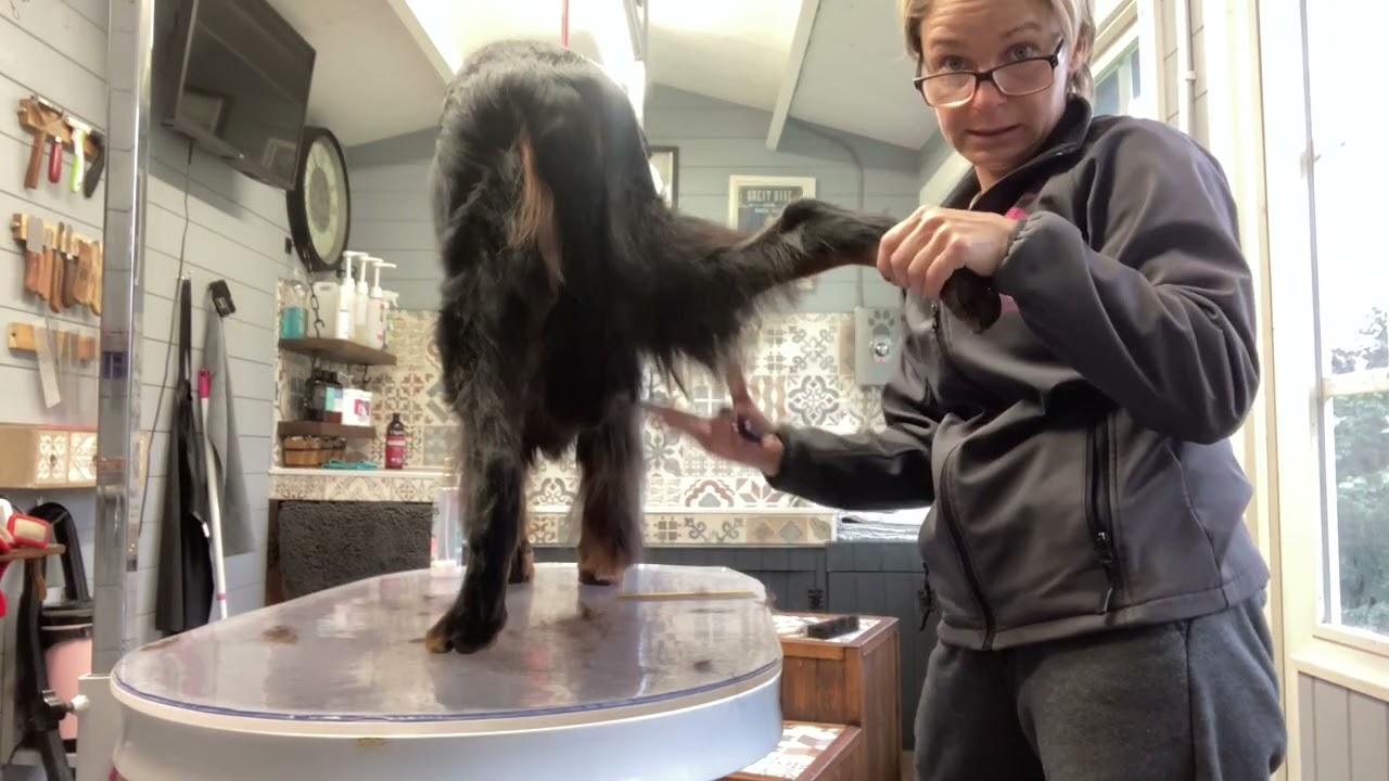 Gordon setter grooming - trimming the feathers