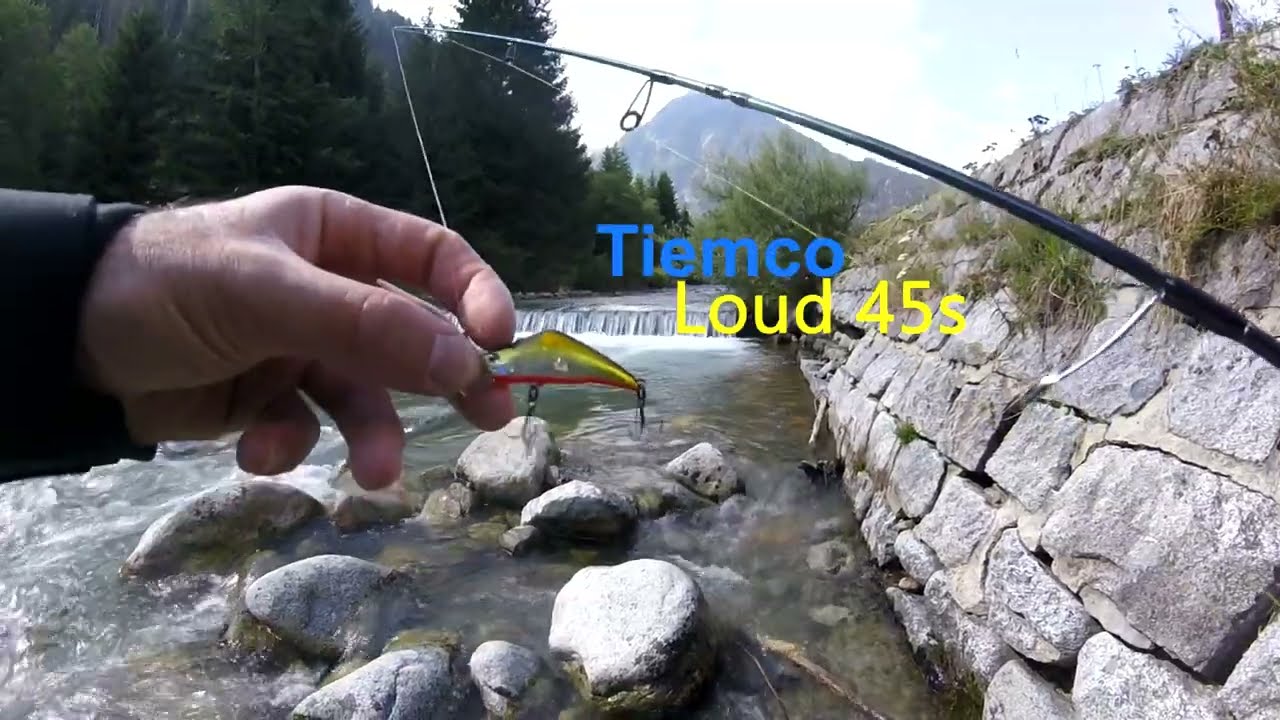 Trota Torrente in Trentino. Ricerca della Salmotrutta Fario.
