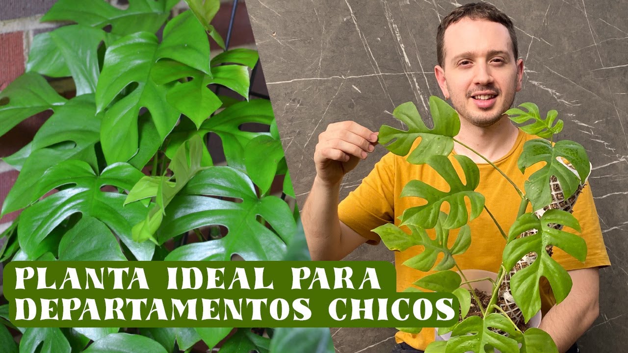Cuidados de la Rhaphidophora Tetrasperma! Una planta ideal para principiantes.