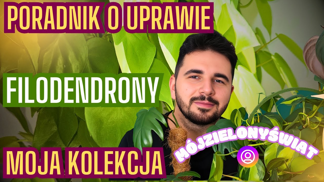 FILODENDRONY 🌿 Poradnik / Jak uprawiać / Moja kolekcja 🌿 #philodendron #roślinydoniczkowe