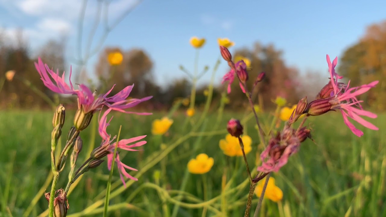 Waiting for the beautiful sunset today #birdsound#autumn#wildflowers