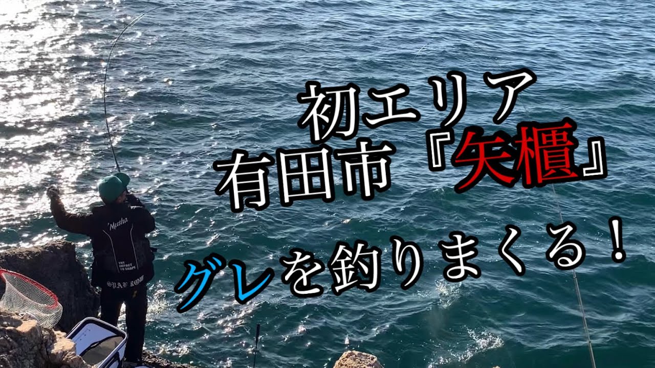 初エリアでグレを釣りまくる‼️『矢櫃-エボシ』
