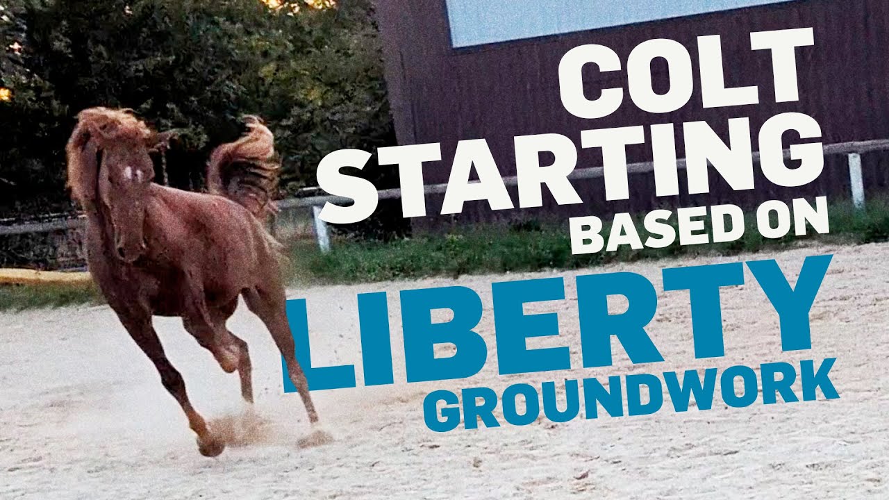 Young Horse Training: With Liberty Work to the First Steps Under Saddle