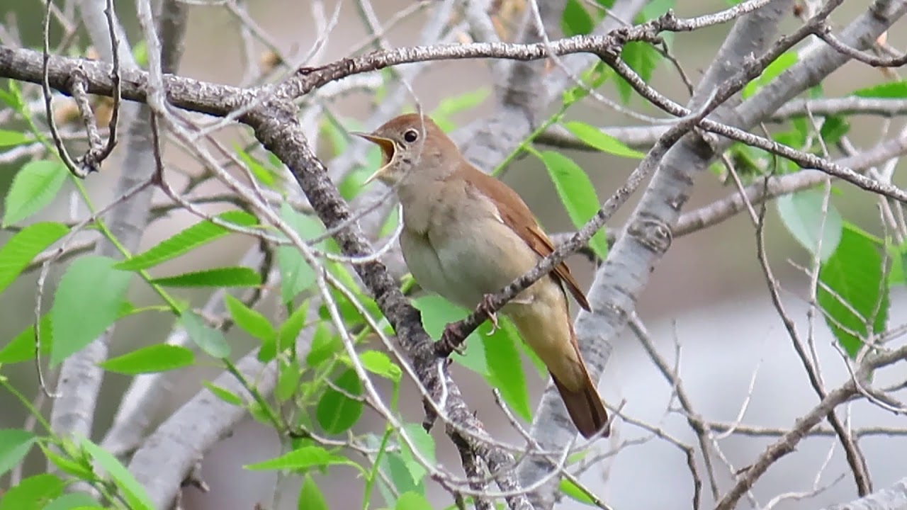 Slavuj , Luscinia megarhynchos , Common Nightingale -- Birds of Croatia