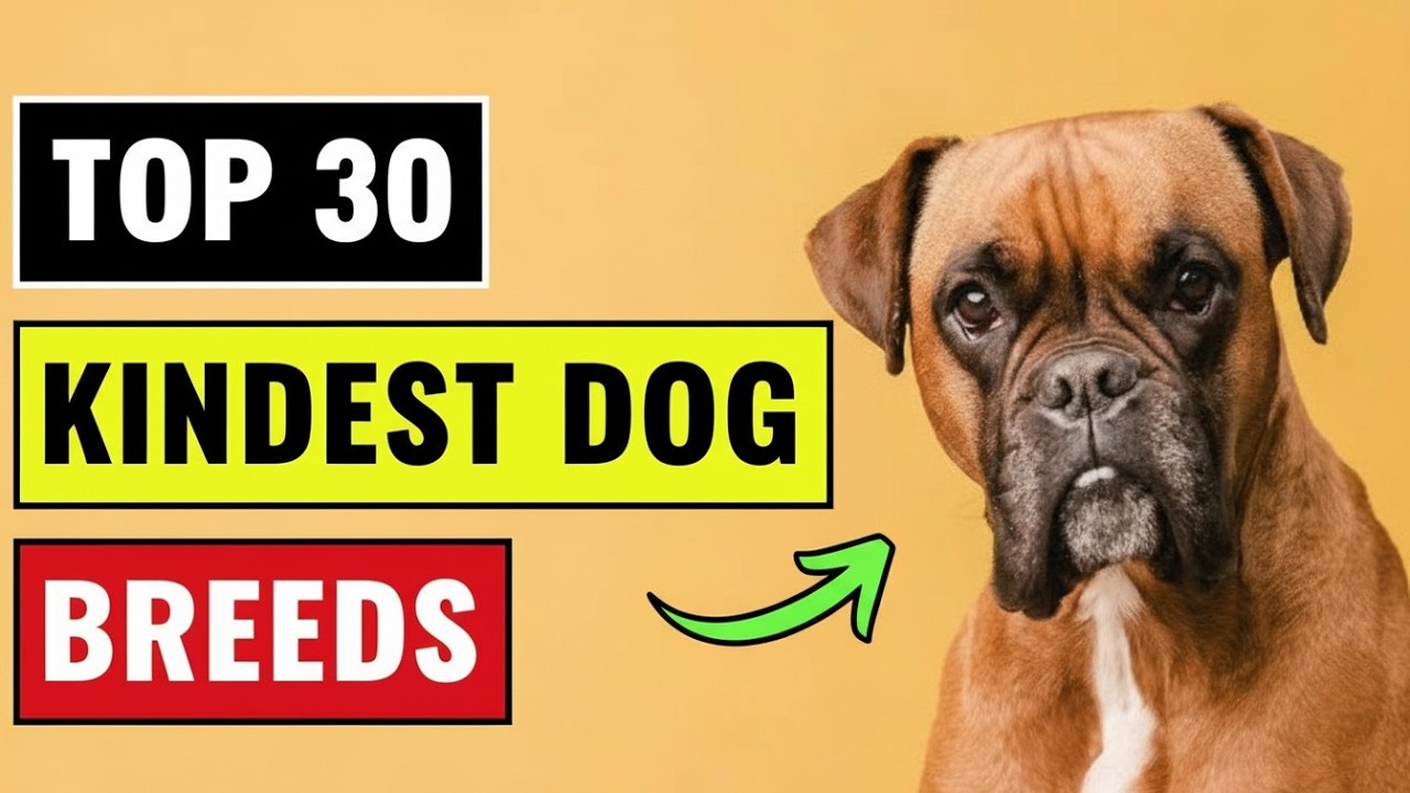 30 самых добрых пород собак в мире (идеально подходит для детей и семей!) 🐶❤️
