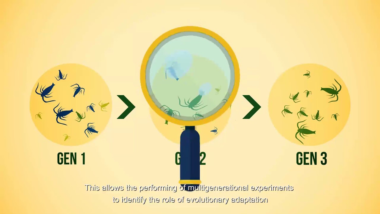 Copepod Response to Climate Change