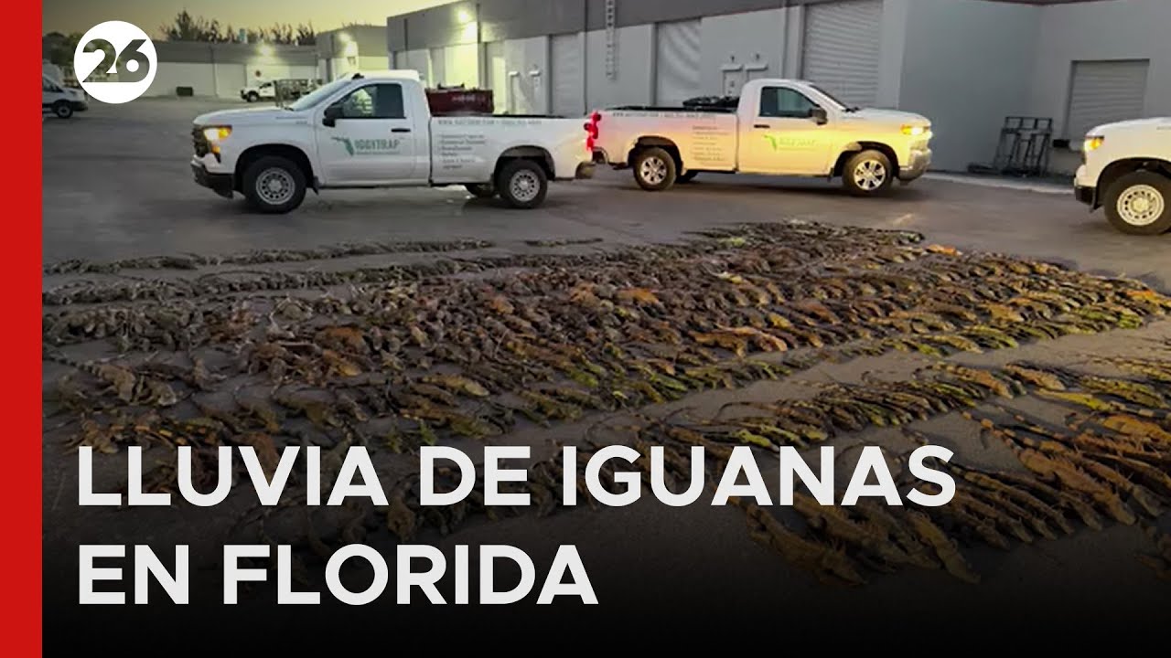 🇺🇸 REPTILES CONGELADOS EN FLORIDA | El shock térmico inmoviliza a miles de ejemplares invasores